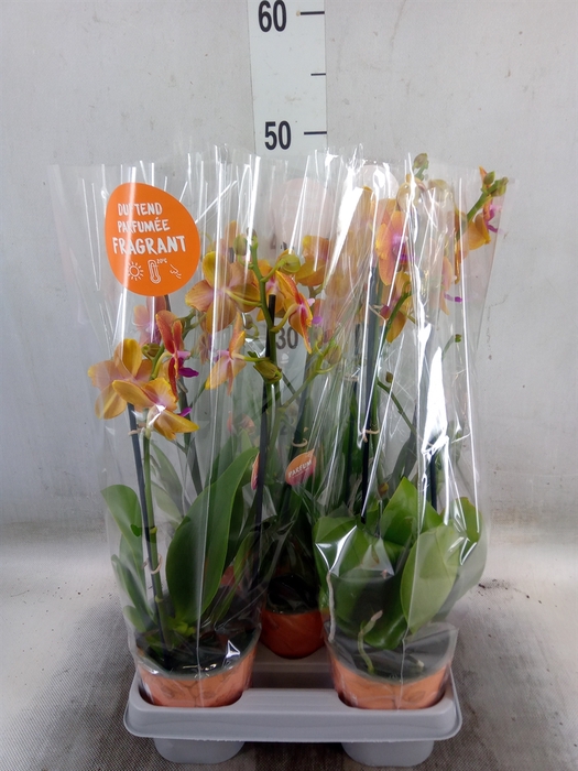 <h4>Phalaenopsis multi. 'Ant Bolgheri'</h4>