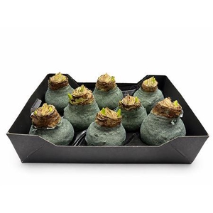 WAX HIPP TOPLINE GL PASTEL GROEN