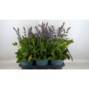Salvia  'Fashionista Midnight Mode'