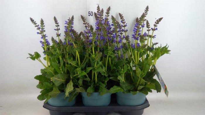 <h4>Salvia  'Fashionista Midnight Mode'</h4>