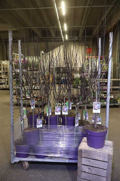 <h4>Prun Ce Nigra</h4>