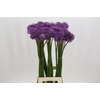 Allium Gladiator