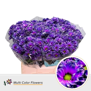Chrysanthemum TR   ...colored H%
