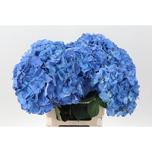 Hydr M My Delftblue
