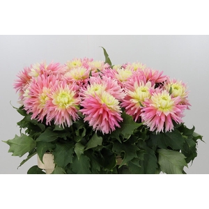 Dahlia Just Married