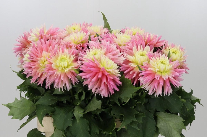 <h4>Dahlia Just Married</h4>