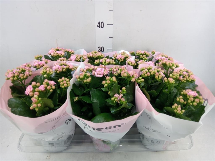 <h4>Kalanchoe  'MoreFlow Lillian'</h4>