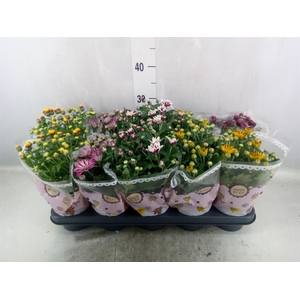 Chrysanthemum   ..mix 2