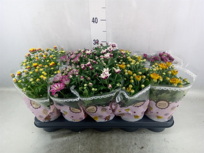 <h4>Chrysanthemum   ..mix 2</h4>