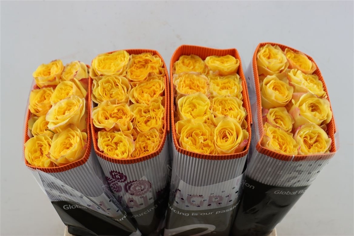<h4>R Gr Honey Bee</h4>
