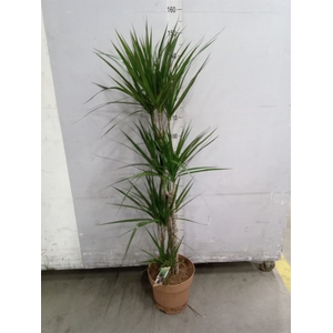 Dracaena marg.