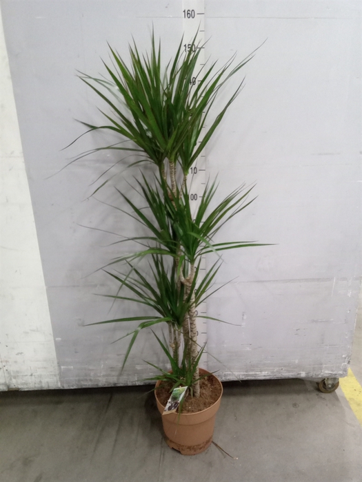 <h4>Dracaena marg.</h4>