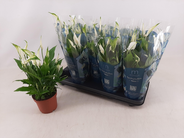 <h4>SPATH BELLINI</h4>