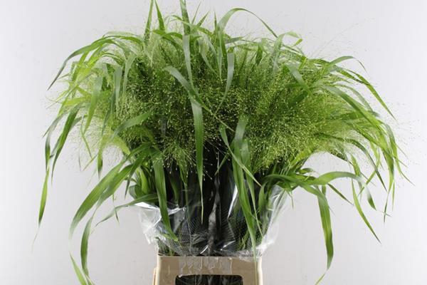 <h4>Panic Fountain</h4>