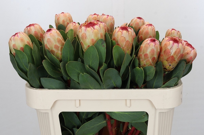 <h4>Protea Grandicolor</h4>