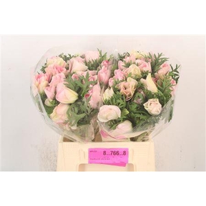 Anem Mistral Hanoi X L X25