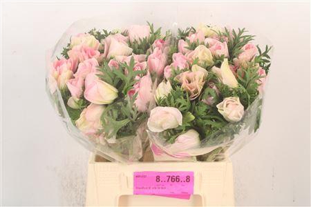 <h4>Anem Mistral Hanoi X L X25</h4>