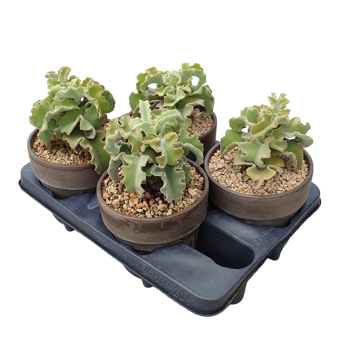 <h4>Kalanchoe Beharensis Keramiek Terracotta</h4>