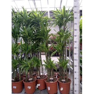 Dracaena fr de 'LemonLime'