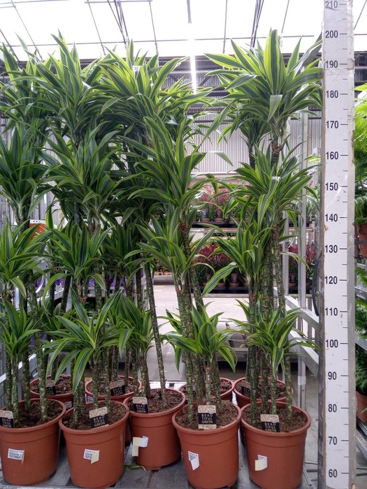 <h4>Dracaena fr de 'LemonLime'</h4>