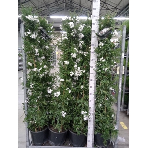 Solanum jasminoides