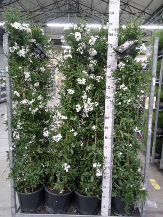 <h4>Solanum jasminoides</h4>