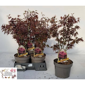 Acer Palmatum Atropurpureum 20Ø 50cm