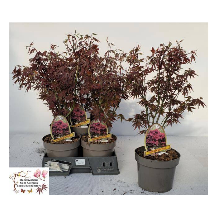 <h4>Acer Palmatum Atropurpureum 20Ø 50cm</h4>