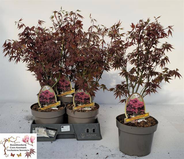 Acer Palmatum Atropurpureum 20Ø 50cm