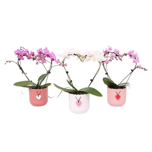 Phal. Multi vorm mix 