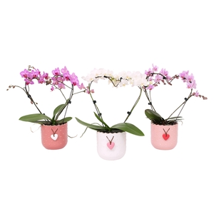 Phal. Multi vorm mix 