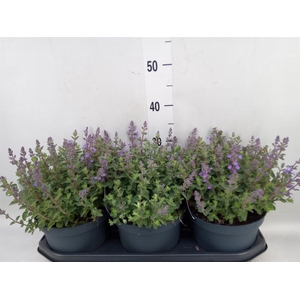 Nepeta faassenii  'Purrsian Blue'