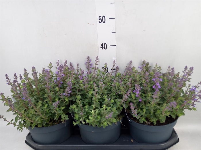 <h4>Nepeta faassenii  'Purrsian Blue'</h4>