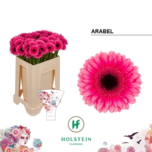 GERBERA MI 'ARABEL'