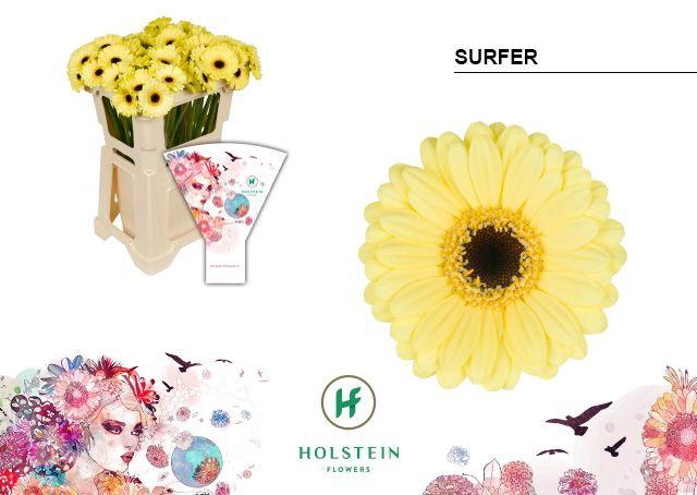 <h4>Germini Surfer Water</h4>