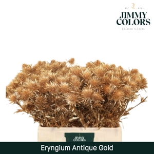 Eryngium (distel) L60 Antiek goud + glitter