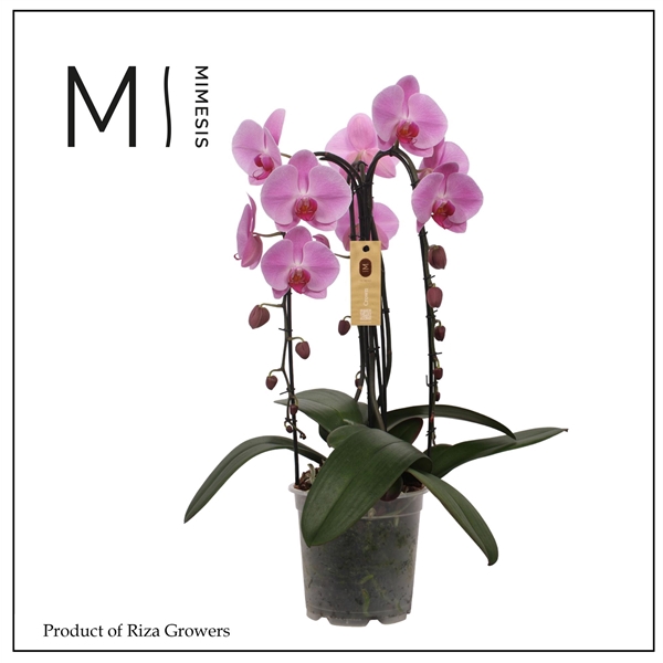 <h4>Mimesis Phal. Crown Pink - 3 spike 21cm</h4>