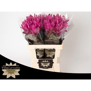 Curcuma Al Siam Soul