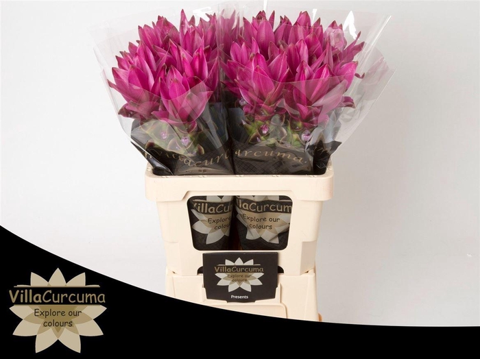 <h4>Curcuma Al Siam Soul</h4>