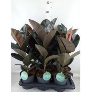 Ficus elastica 'Abidjan'