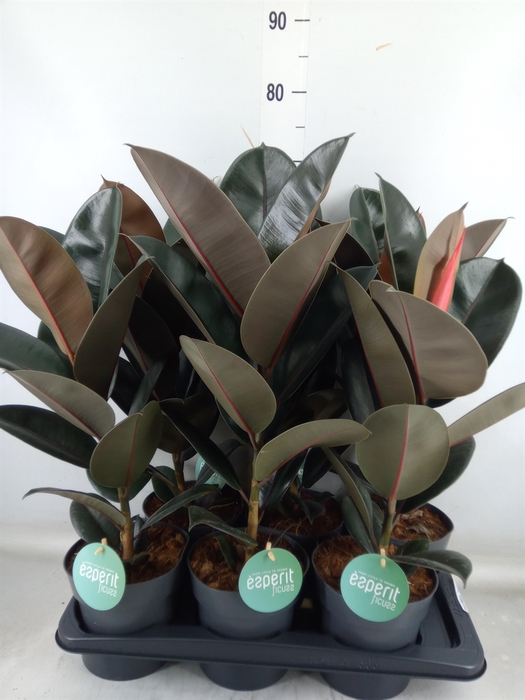 <h4>Ficus elastica 'Abidjan'</h4>