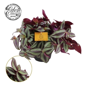 Tradescantia Zebrina 15cm