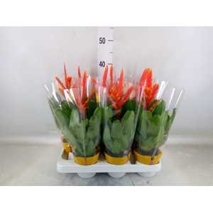 Vriesea  'Sparkle'