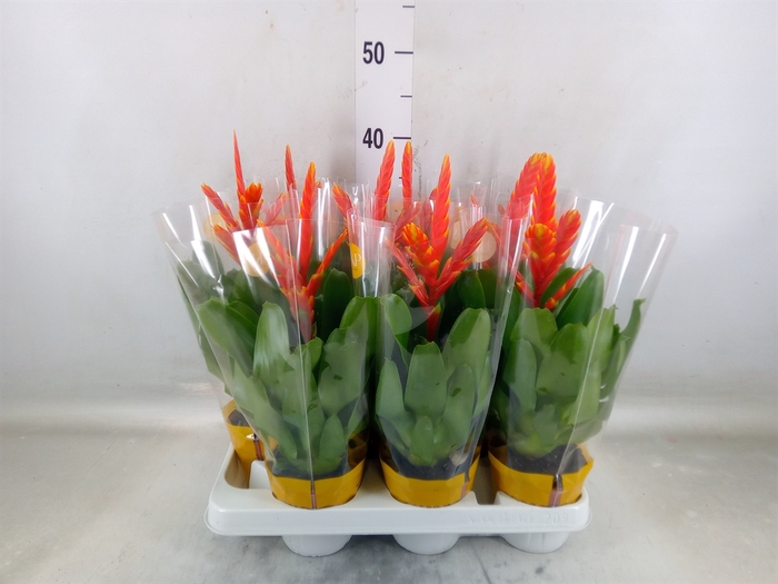 <h4>Vriesea  'Sparkle'</h4>
