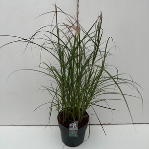Graminées Miscanthus 'Ferner Osten'