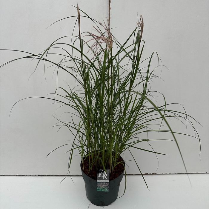 <h4>Graminées Miscanthus 'Ferner Osten'</h4>