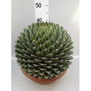 Agave victoriae-reginae