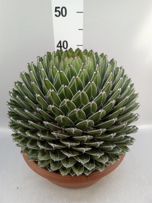 <h4>Agave victoriae-reginae</h4>