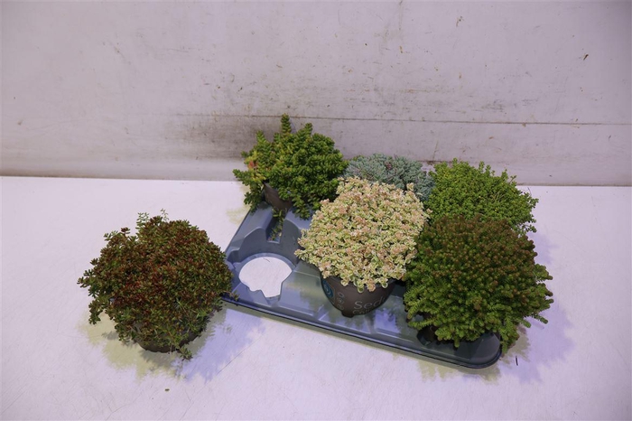 <h4>Sedum Gem</h4>