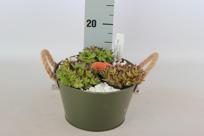 <h4>ARR SEMPERVIVUM</h4>